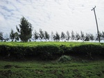 32196Picture 914.jpg