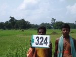 131740324c-irrigated-agriculture-rice.gif