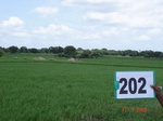 127320202a-irrigated-supplemental-tank-rice-doublecrop.gif