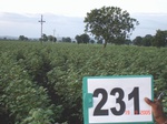 71640231c-rainfed-agriculture-cotton-dominant-sorghum.jpg
