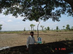 6290055c-irrigated-surfacewater-neyweli-rice-large-scale-doublecrop.jpg
