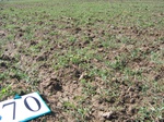 10310070-Irrigated (Surface water) winter wheat-b.jpg