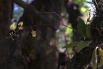 24485Colima 2008-2009 033.jpg