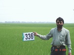 75140336c-irrigated-canal-rice.jpg