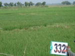 131960332a-rainfed-agriculture-rice.gif