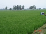 75800358b-irrigated-supplemental-groundwater-rice-tripplecrop-rice-greengram.jpg