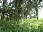 25166P1020006.JPG