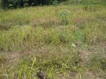 15874IMG_4421.JPG