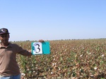 11423003-irrigated-cotton-sw-1a.jpg