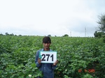 129740271a-irrigated-supplemental-rainfed-agriculture-cottondominant-sorghum.gif