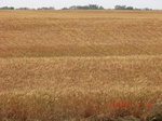 29688CIMG0979.JPG