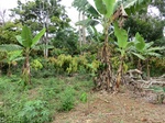 46230CIMG0519.JPG
