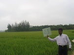 9265gt021a-cropland-irrigated-rice-tunga.gif