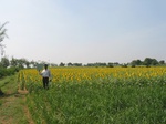 9314gt036a-cropland-rainfed-mixed-crops.gif