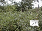 12158GT155_Savannah.JPG