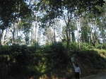 7890gt09c-cofee-m-sec-forest.jpg