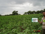 128120227c-rainfed-agriculture-mixedcrop-sunflower-dominant-sorghum.gif