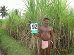 6406092a-irrigated-canal-mixedcrop-sugarcane-dominant-rice-singlecrop-cotton.jpg