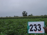 128320233b-rainfed-agriculture-mixed-crop-cotton-dominant-sorghum-maize.gif
