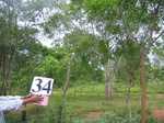 827734-homegardens-trees-timber-fodder-b.jpg