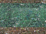 11656084-Irrigated (Surface water) cotton-b.jpg