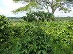 25597P1020011.JPG