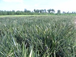 26209RIMG0261.JPG