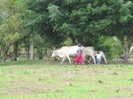 32109FC9Aruza1.JPG