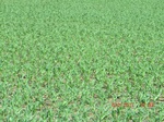 2012-08-30_11-29-33_CIMG0912.JPG
