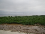 54350DSCN1624.JPG
