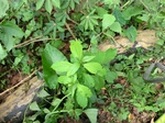 46430CIMG0719.JPG