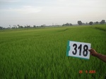 131430318a-irrigated-canal-rice-doublecrop.gif