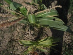 10365vp-057-Irrigated (Surface water) maize-a.jpg