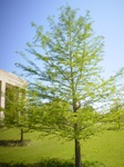 8737bald_cypress.JPG