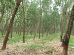 52980CIMG4034_调整大小.JPG