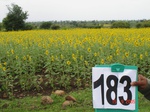 126710183e-rainfed-agriculture-cotton-dominant-sunflower.gif