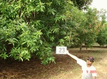 12853023a-plantations-rainfed-mango-chikku.gif