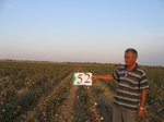 10268052-Irrigated (Surface water) cotton-b.jpg