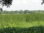 24575DSC00785.JPG