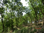 53283CIMG6550.JPG