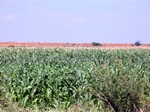 56335CIMG7082.JPG