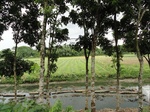 22133DSC00376.JPG