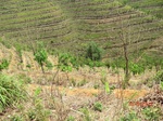 53246CIMG6484.JPG