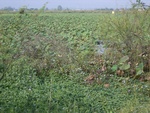 26496RIMG0397.JPG
