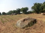 56429CIMG7982.JPG
