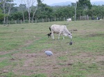 31995A8Aruza.JPG