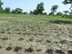 19500P1010347.JPG