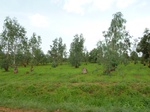 18850P1000690.JPG