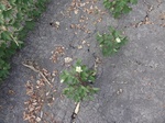 35626DSC02128.JPG