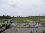837873-croplant-rice-under-preparation-fallow-a.jpg